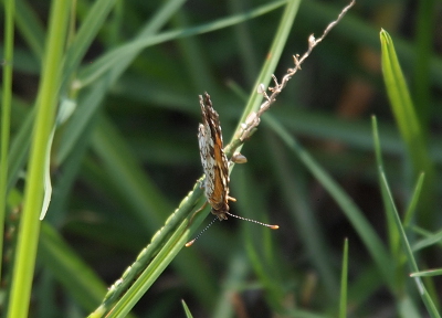[The butterfly is perched on a blade of grass with its head pointed toward the camera but downward so that the antenna are easily seen. The antenna are striped light and dark with orange tips at the end. ]